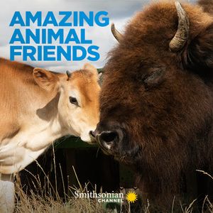 Amazing Animal Friends poster