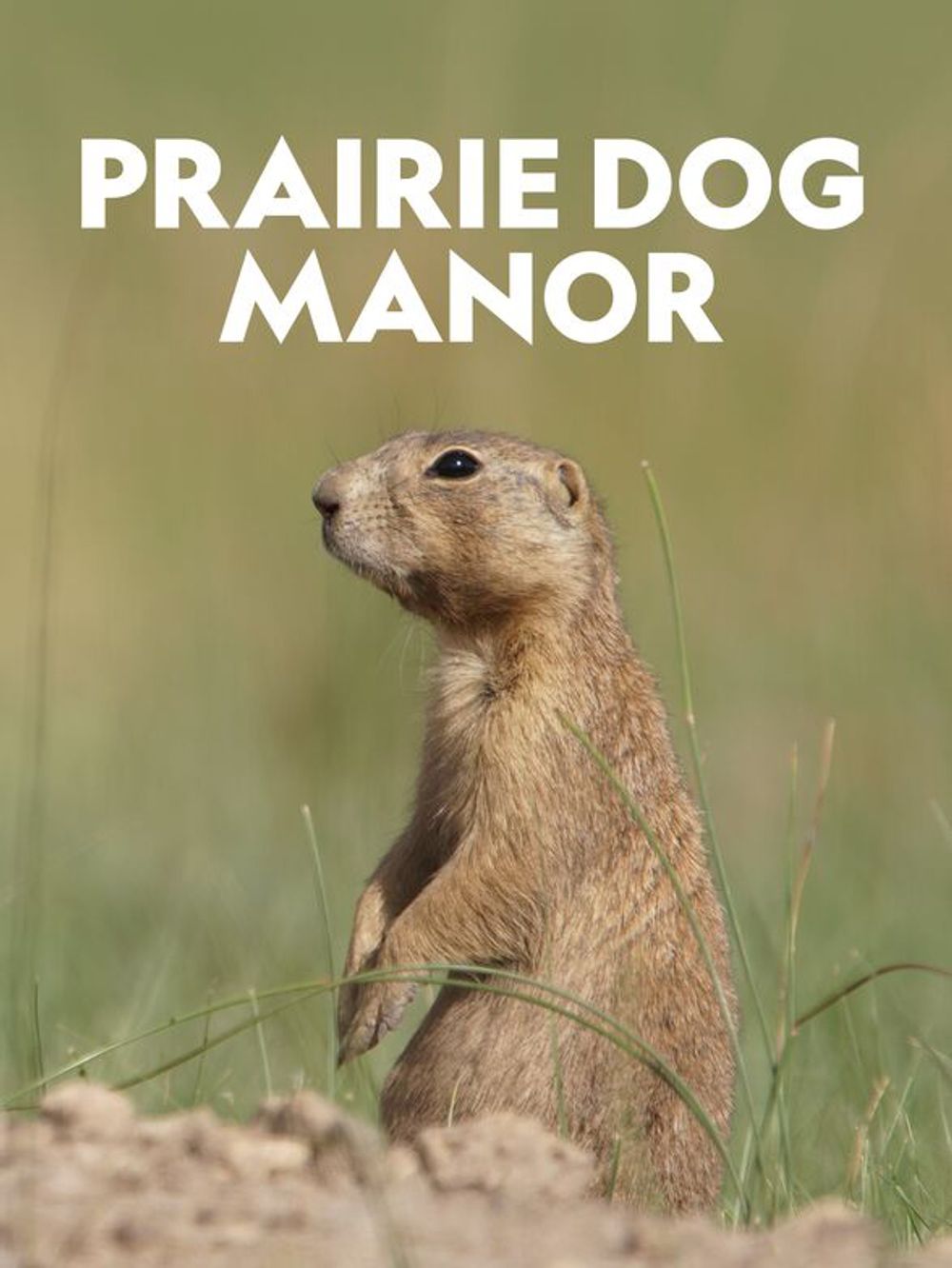 Praine Dog Manor poster