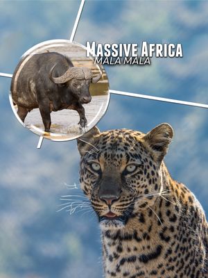 Massive Africa Mala Mala poster