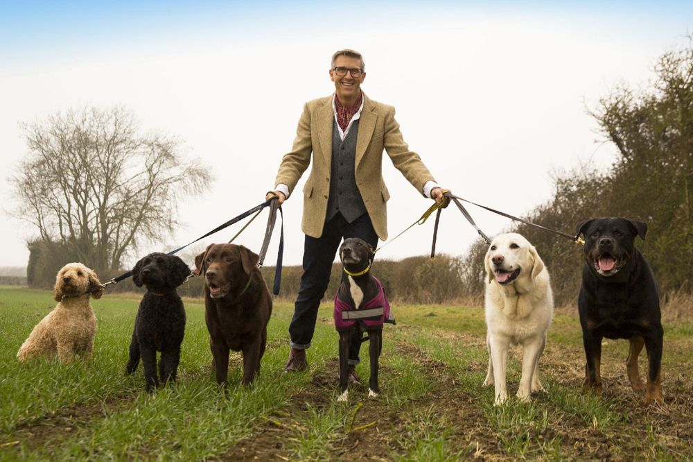Dogs Behaving poster
