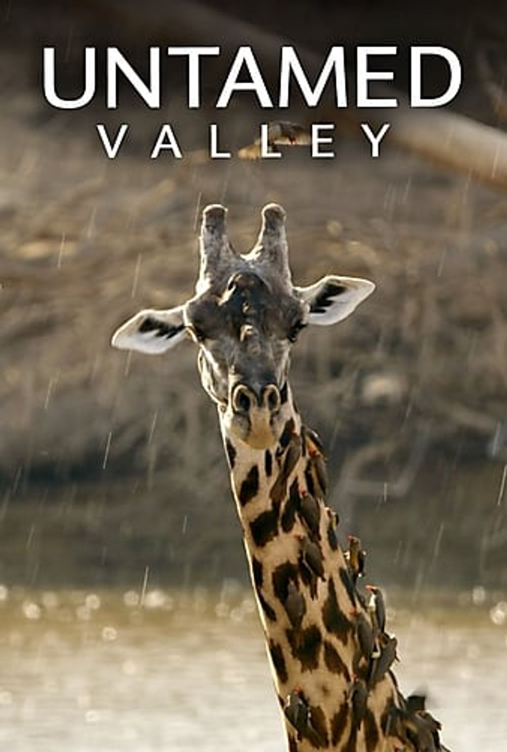Untamed Valley poster