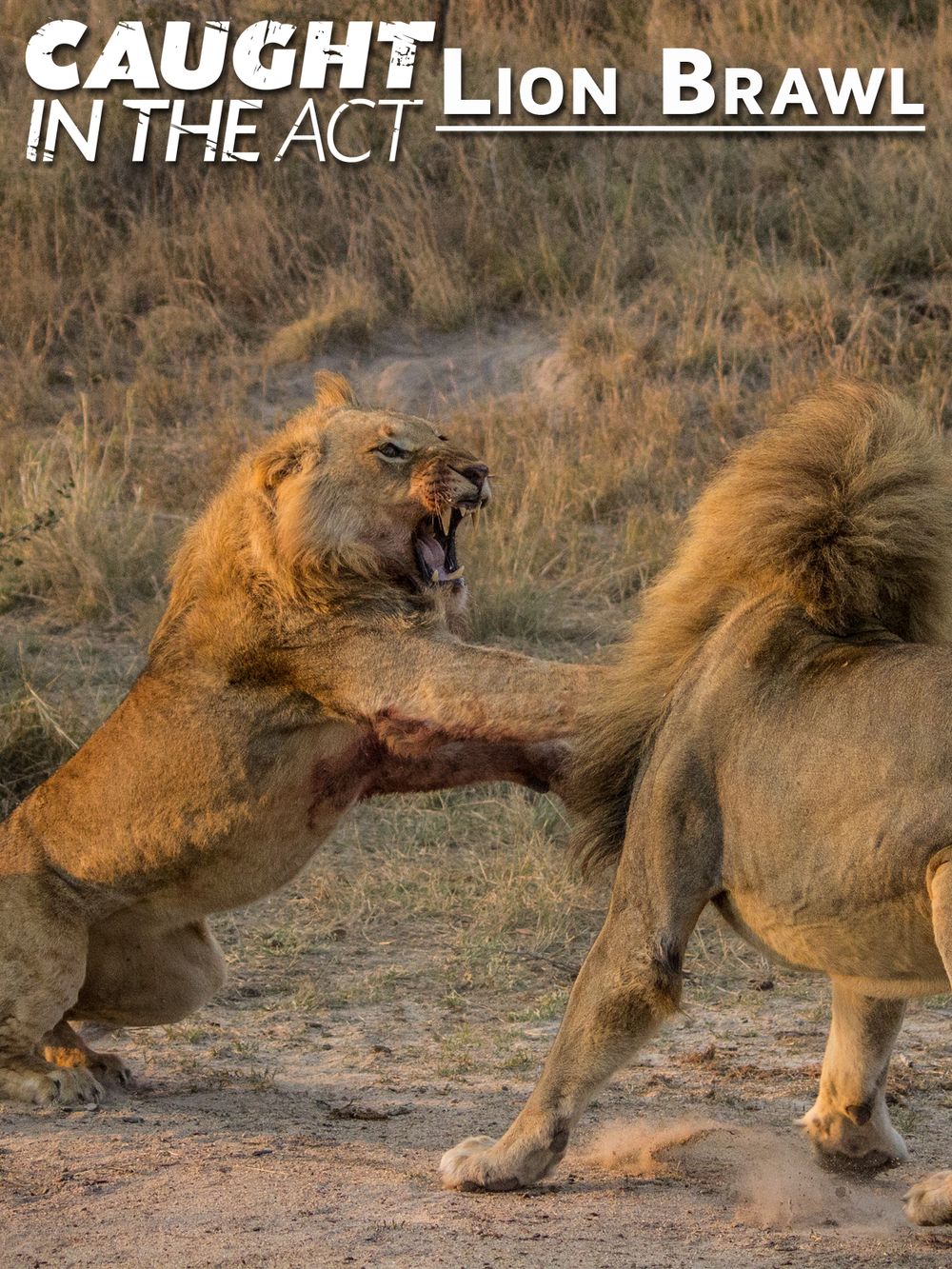 Caught in the Act Lion Brawl poster