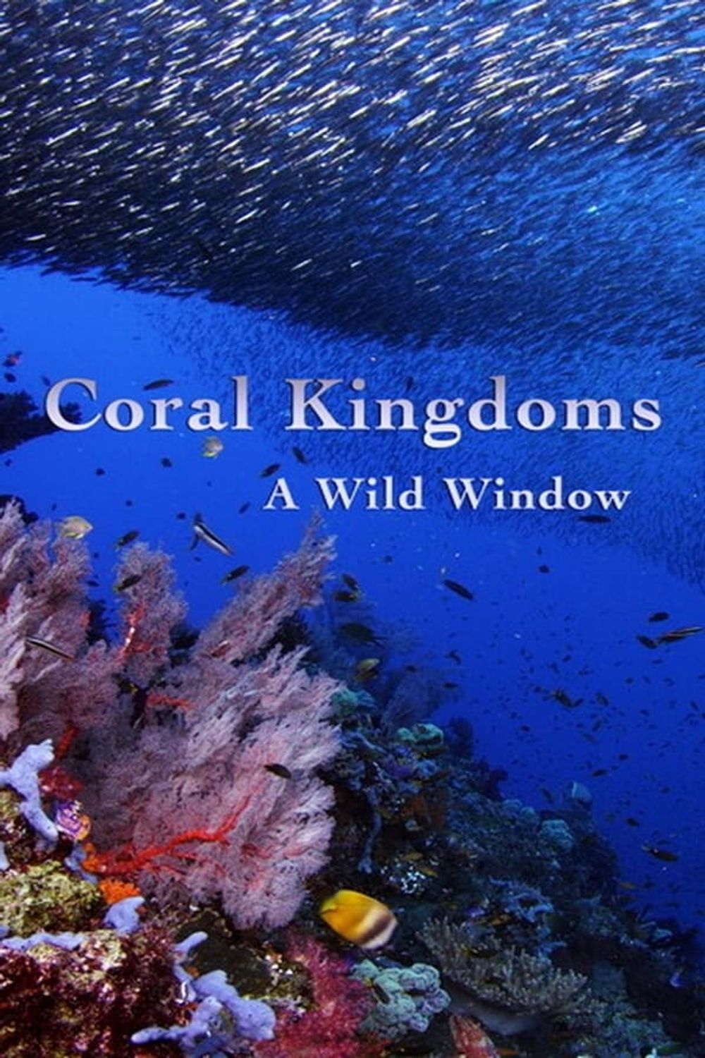 Wild Window Coral Kingdoms poster