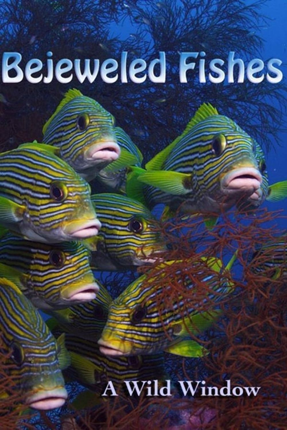 Wild Window Bejeweled Fishes poster