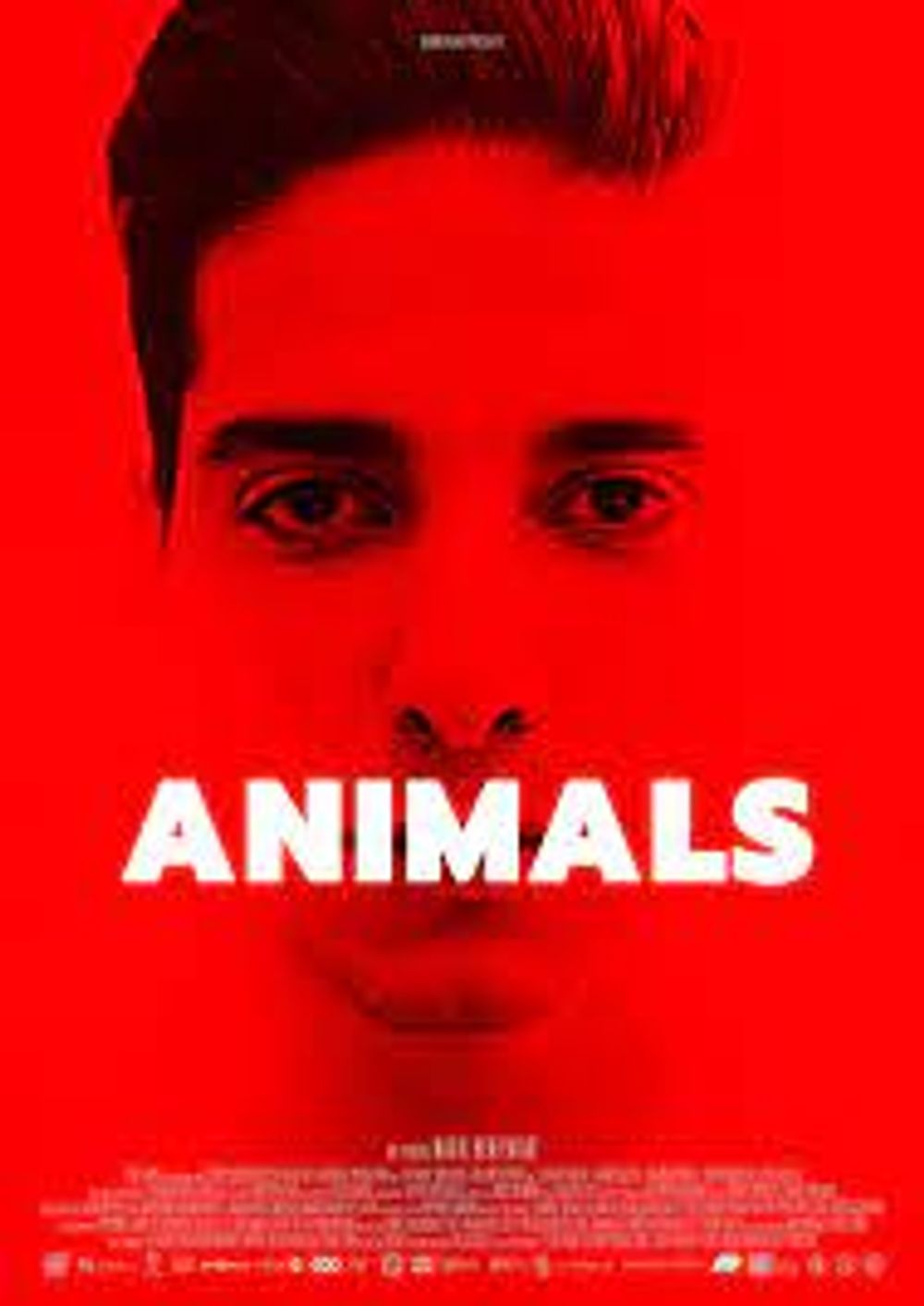 Animals poster
