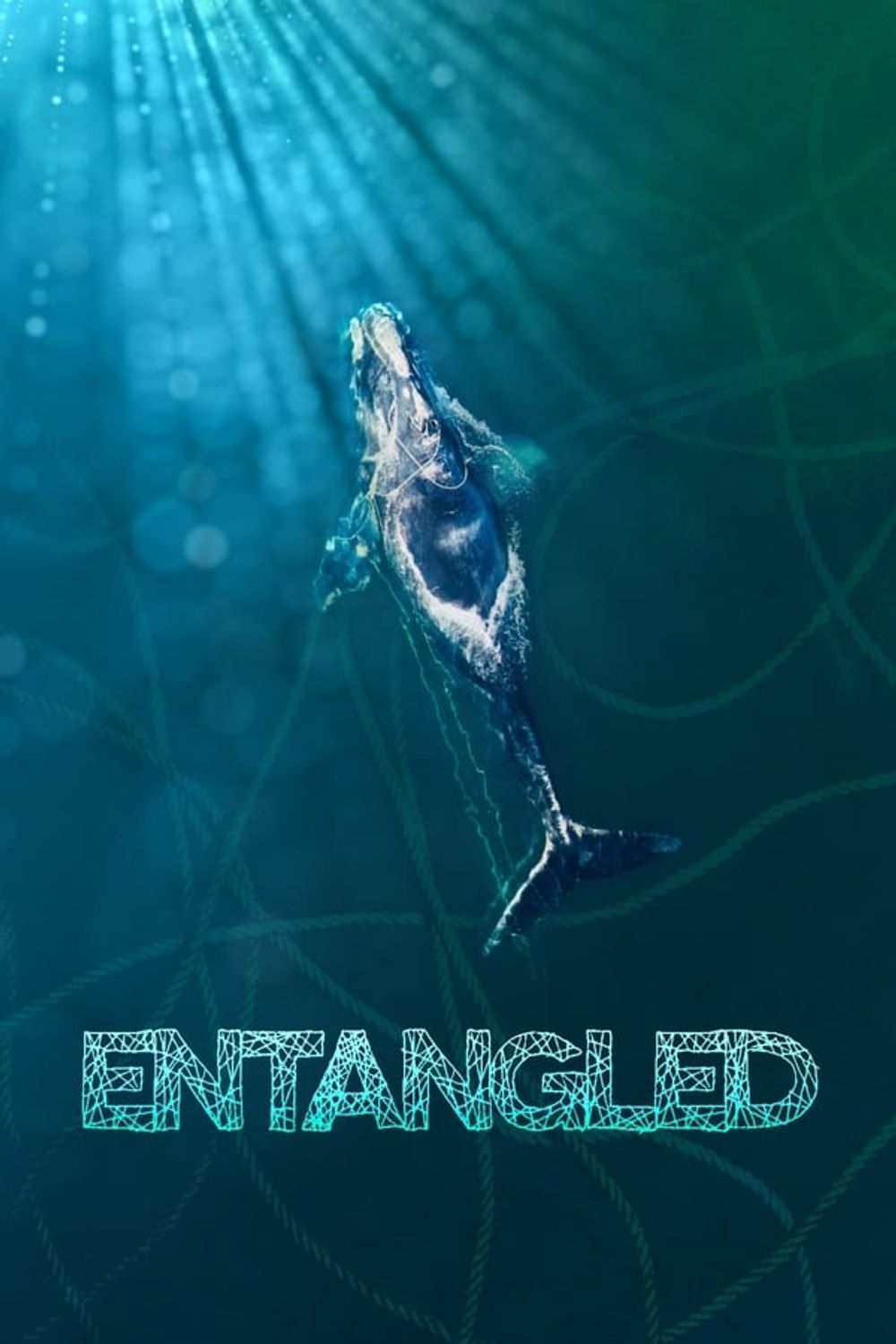 Entangled The Race to Save Right Whales from Extinction poster