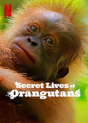 Secret Lives of Orangutans poster