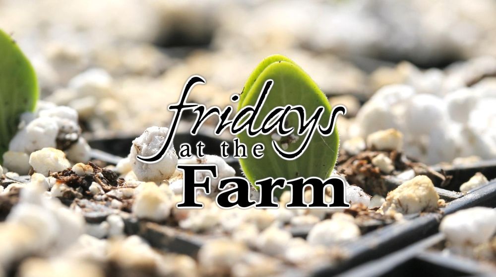 Friday on the Farm poster
