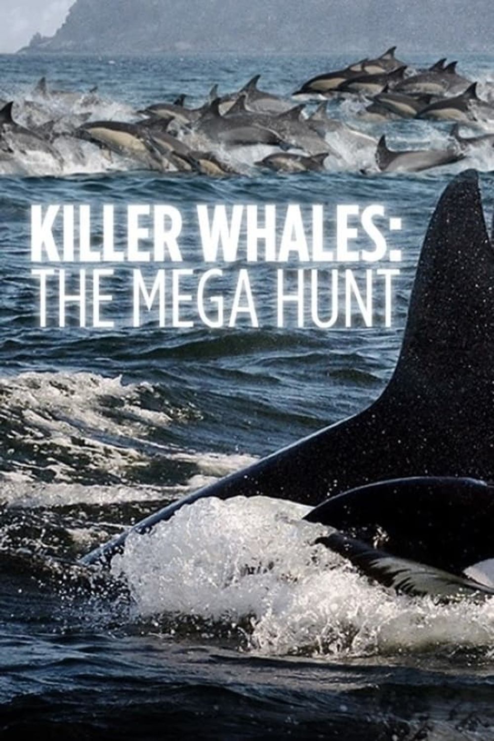 Killer Whales The Mega Hunt poster