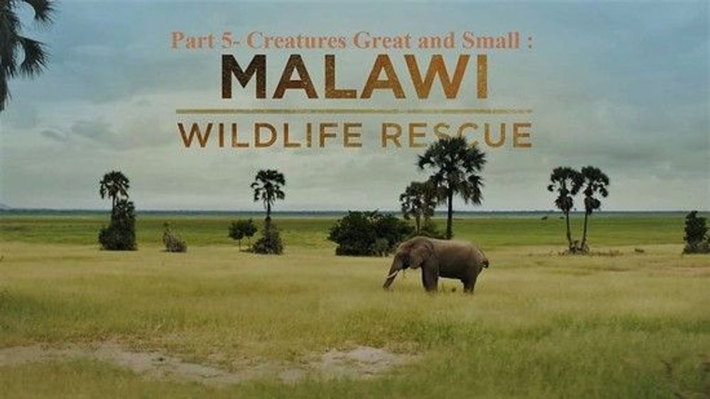 Malawi Wildlife Rescue poster