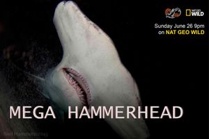 Mega Hammerhead poster